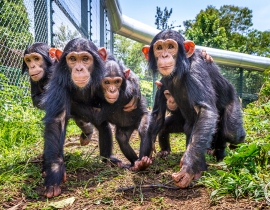 Centre de Rehabilitation des Primates de Lwiro develop new environments!