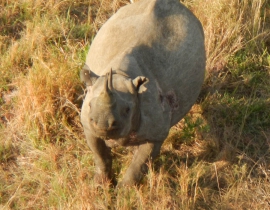 Action for the Wild funds put to good use by Save the Rhinos