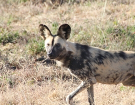 Farewells to the final wild dogs at UmPhafa Reserve!