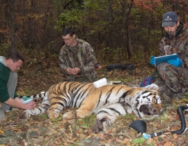 Canine Distemper Virus confirmed as an emerging disease in Amur tigers