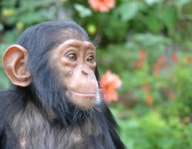 Rescued chimps recovering together