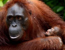 Two orangutan births and recent rescues at the Lamandau Reserve in Borneo
