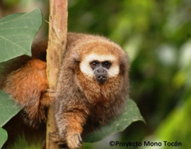 Observation and education helping titi monkeys survive