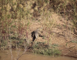 Crocodile spotted near UmPhafa Reserve!