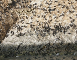 Punta San Juan Penguin Project