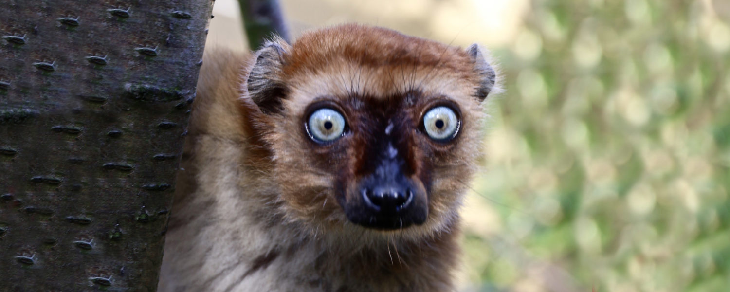 The Lemur Conservation Association AEECL