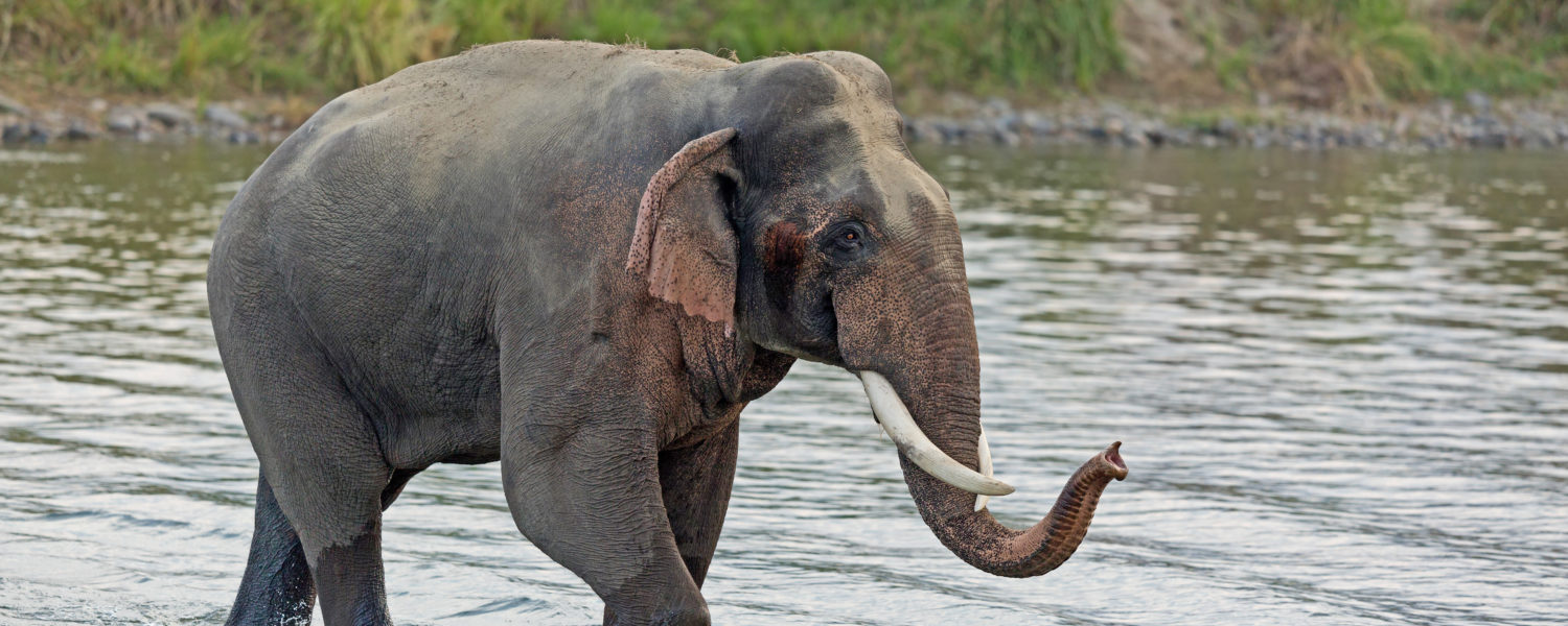 EAZA Elephant TAG (EEHV) Fund