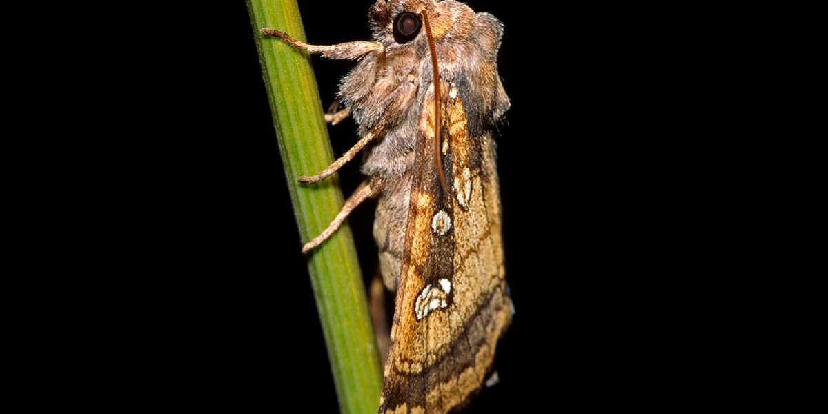 Fisher’s Estuarine Moth Breeding Programme