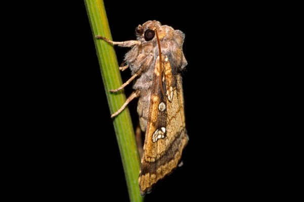 Fisher’s Estuarine Moth Breeding Programme