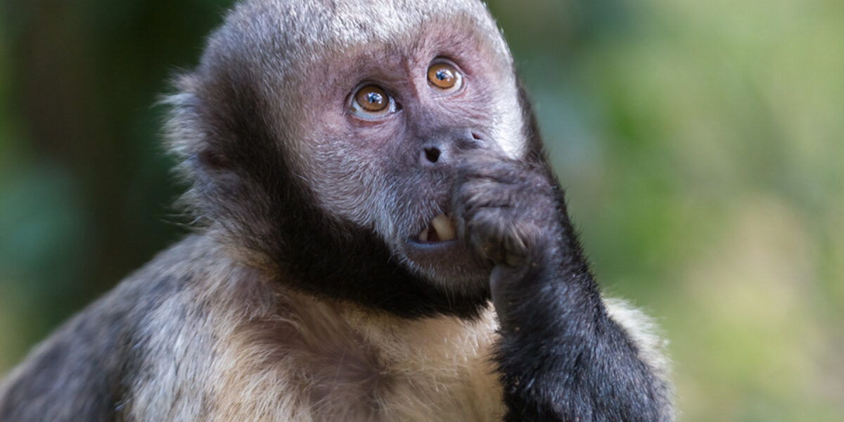Yellow-breasted Capuchin Monkey Conservation Programme