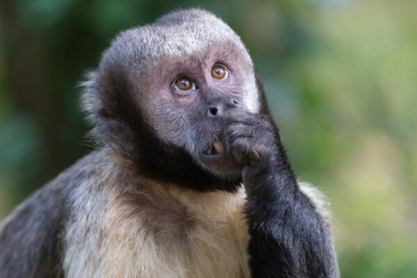 Funding for vital Capuchin Conservation