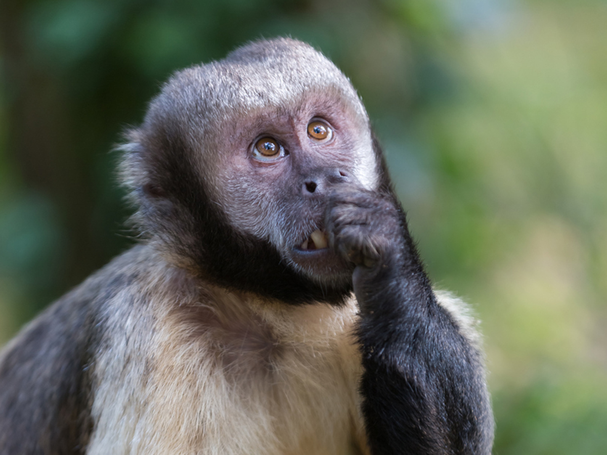 Funding for vital Capuchin Conservation